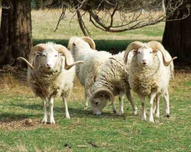 Heritage Breed Livestock: Multipurpose Menagerie Image